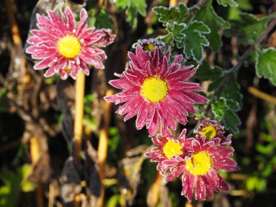 Die Amtmann, Gamlitz