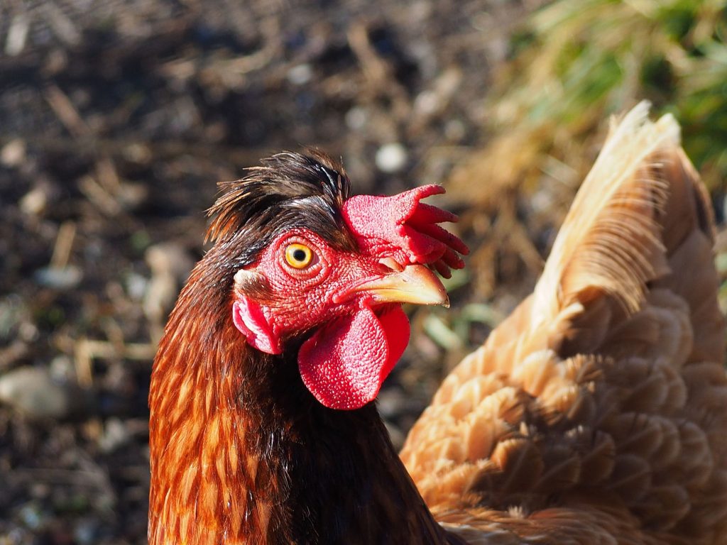 Hahn in Detailaufnahme
