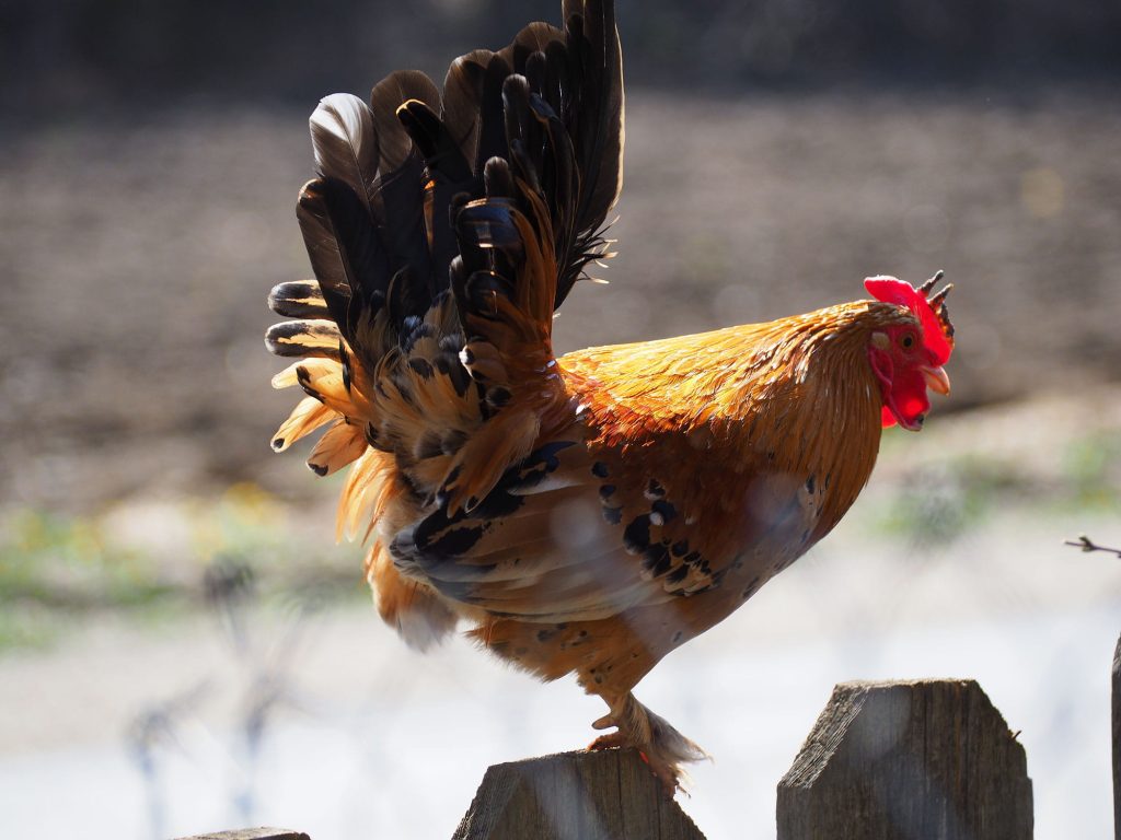 Hahn, der auf einem Zaunpfahl sitzt