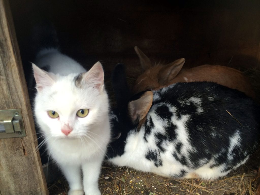 Eine kleine, weiße Katze