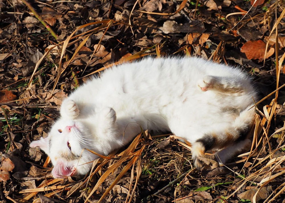 Eine weiße, kleine Katze liegt am Rücken