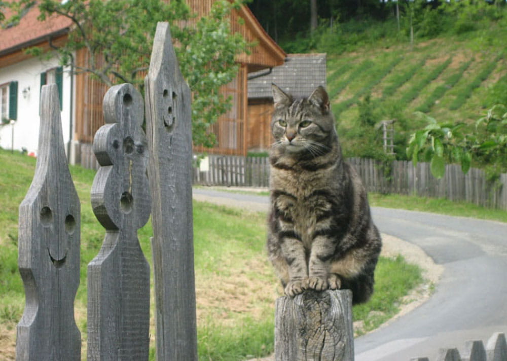 Eine graue Katze sitzt auf einem Zaunpfahl