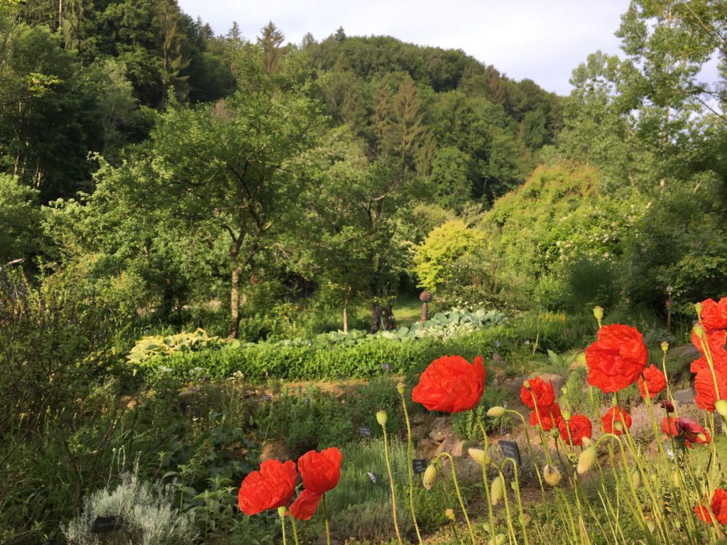 Mohnblumen vor üppiger Waldlandschaft