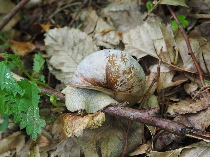 Schnecke im Schneckenhaus