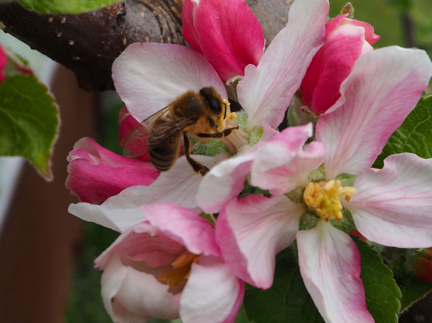 Biene beim Bestäuben