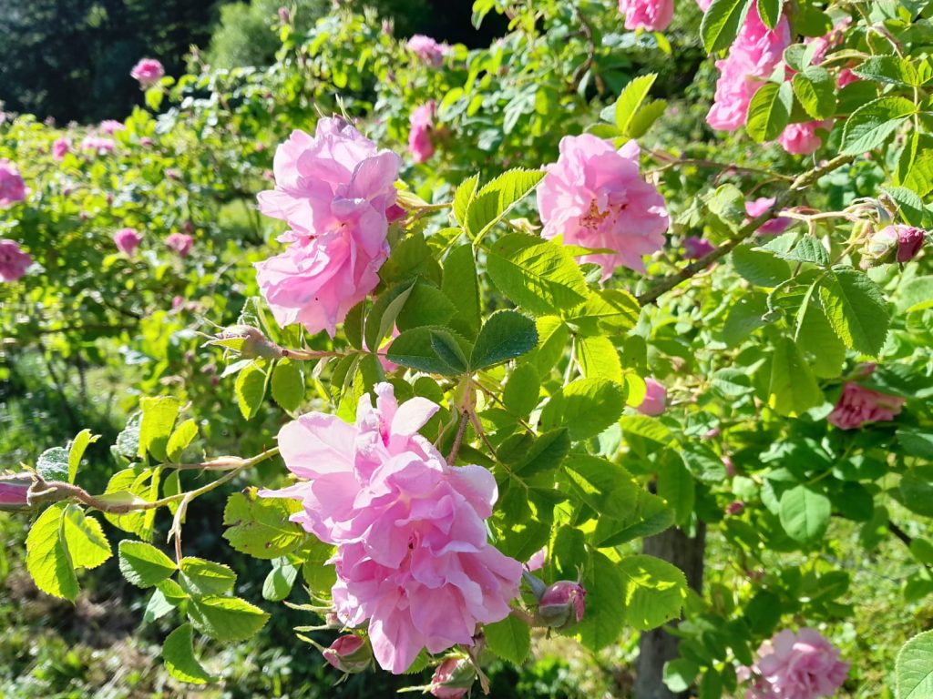 Rosenstrauch mit hellroser Blüte