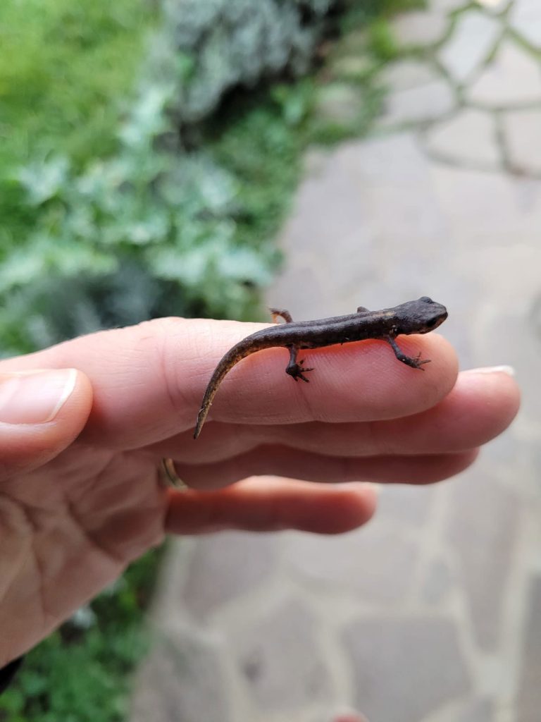 Ein winziger dunkler Salamander auf dem Finger einer Person