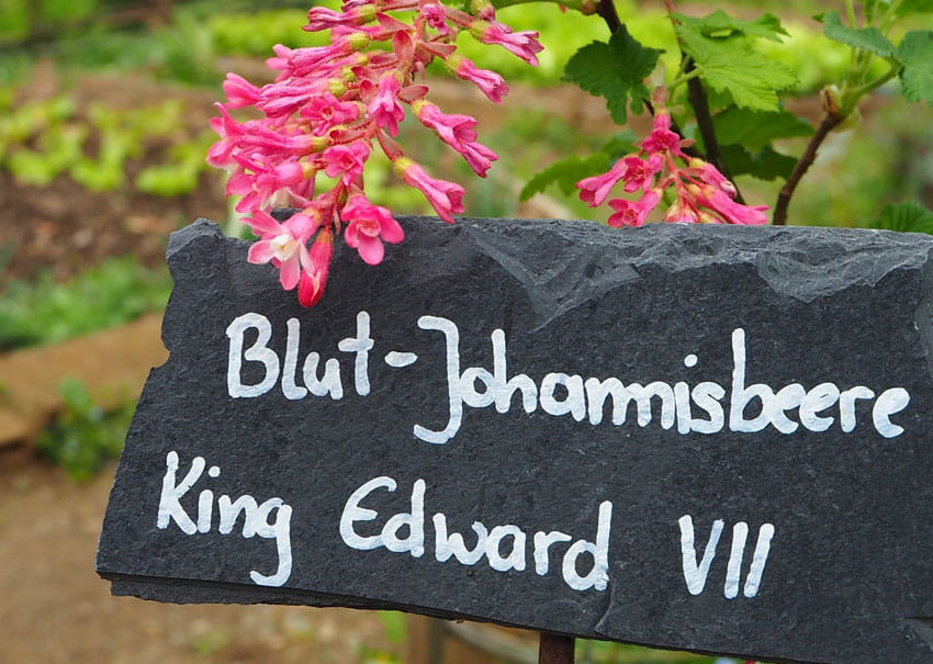 Schild mit Aufschrift Blut-Johannisbeere King Edward VII vor Pflanze