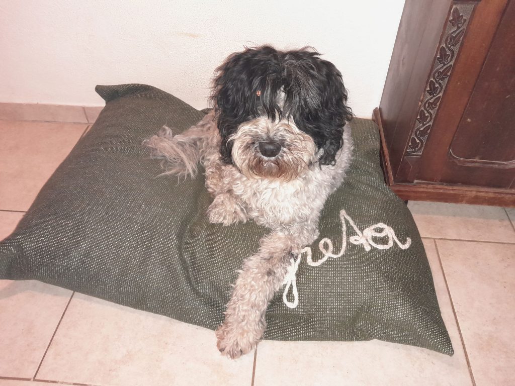 Hund Greta auf Kissen mit Namensaufdruck