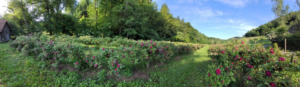 Rosenbüsche blühen in einem üppigen Garten, vor dem Hintergrund von Bäumen und einem blauen Himmel.