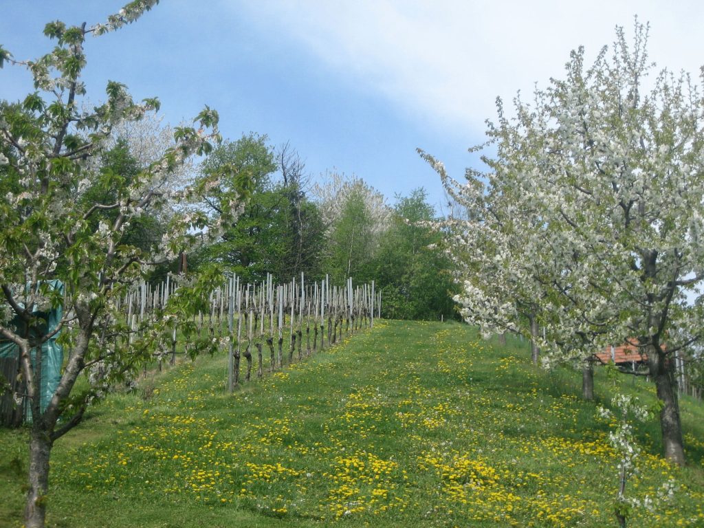 Blühender Obstgarten mit Kirschbäumen im Frühling