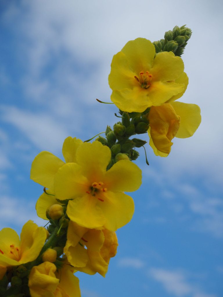 Pflanze mit gelben Blüten
