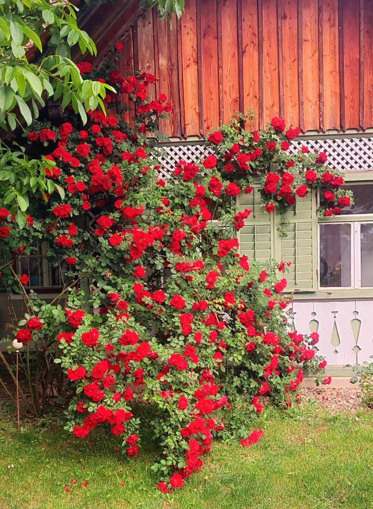 blühende Rose vorm Hausgiebel